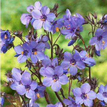 Polemonium yezoense Purple Rain - Jacobs Ladder