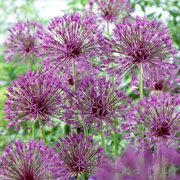 SPECIAL DEAL - Allium Purple Rain - Pack of 3 Bulbs