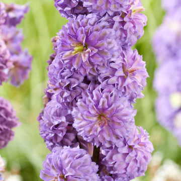 Delphinium 'Purple Surprise'