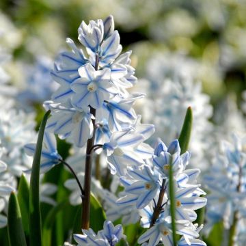 Striped Squill - Puschkinia scilloides var. libanotica - Russian Snowdrops