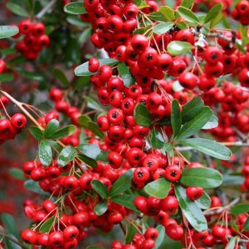 WINTER SALE - Pyracantha - Mixed Pack of 10 for Hedging