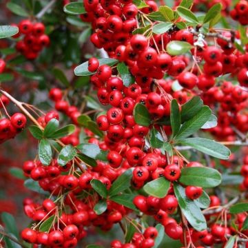 SPECIAL DEAL - Pyracantha - Pack of 10 for Hedging - circa 60-80cms