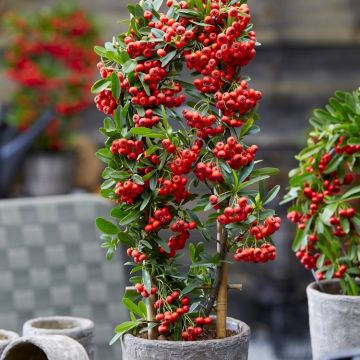 Pyracantha coccinea Red Star - Firethorn