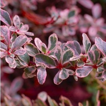 Pyracantha Sparkler - Variegated Evergreen Pyracantha