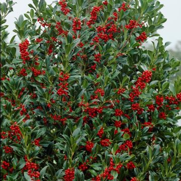 Ilex aquifolium pyramidalis - Large Bush