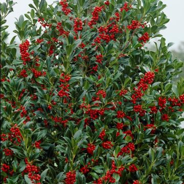 Ilex aquifolium pyramidalis - Large Holly Bush