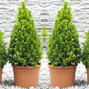 Pair of Premium Quality Topiary Buxus PYRAMIDS - Stylish Contemporary Plants