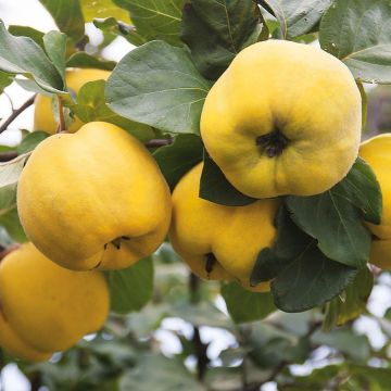 Quince Tree - 5-6ft Cydonia oblonga Gigante de Vranja