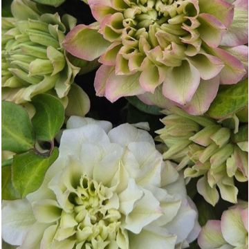 Clematis 'Spring Passion'