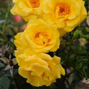 Climbing Rose Gardeners Glory