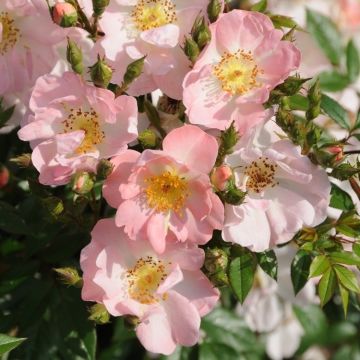 Large 6-7ft Specimen - Climbing Rose Open Arms - Soft pink flowers