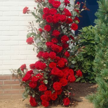Large 6-7ft Specimen - Climbing Red Rose - Musimara