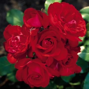 Rose Satchmo - Red Floribunda Shrub Rose