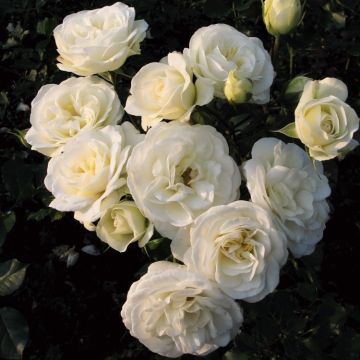Rose Wedding Rose - Shrub Rose