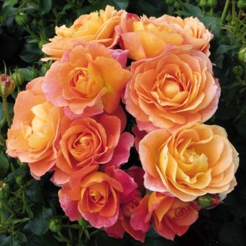 Rose Bonfire - Floribunda Shrub Rose