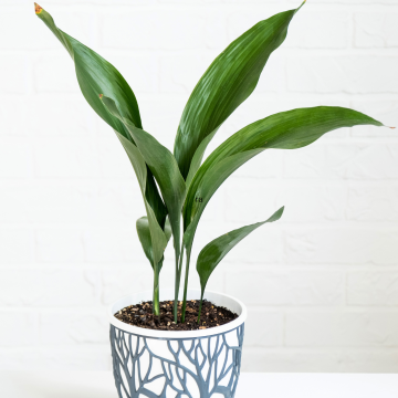 Aspidistra elatior - Cast Iron Plant