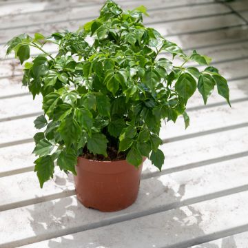 Radermachera Sinica - China Doll Plant - 30cm Radermachera Sinica - China Doll Plant - 30cm