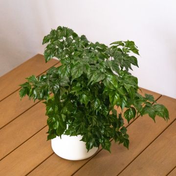 Radermachera Sinica
