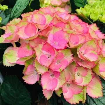 Hydrangea Radiant Charlotte - LARGE