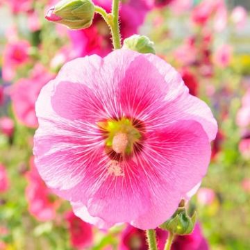 Alcea Radiant Rose - Hollyhock