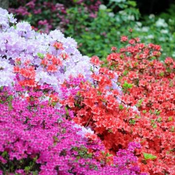 Rainbow Azalea japonica Collection - Evergreen Japanese Azaleas - Pack of Three Plants