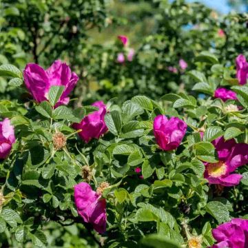 Rosa Rugosa - Pink Ramanus Rose - Bare Root Hedging 60-80cm - Pack of 12