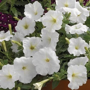 Petunia Ramblin White