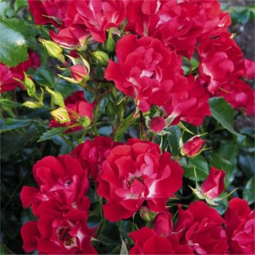 Large 5-6ft Specimen Climbing Rose-  Rose Rambling Rosie - Courtyard Climber