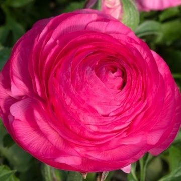 Ranunculus Hot Pink in Bud & Bloom