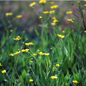 Ranunculus flammula - Lesser Spearwort