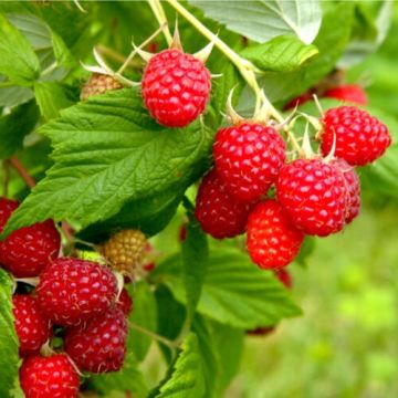 Raspberry AUTUMN BLISS - Rubus Autumn Bliss - Pack of FIVE Canes