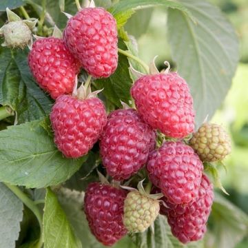 Raspberry JOAN J - Rubus Joan J - Pack of FIVE Canes