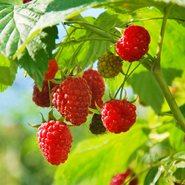Breeders Secret Raspberries - Large Fruited Commercial Raspberry - LARGE circa 150-180cms Plants