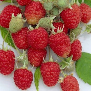 Raspberry - Rubus idaeus Zefa Herbsternte