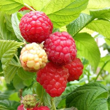 Raspberry CASCADE DELIGHT - Rubus Cascade Delight - Pack of FIVE Canes