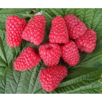Raspberry GLEN CARRON - Rubus Glen Carron - Pack of FIVE Canes
