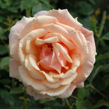 Rose 'Child of my Heart' - Hybrid Tea Rose