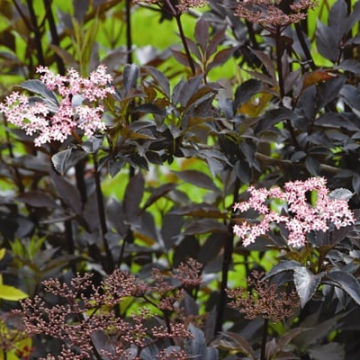 Sambucus nigra porphyrophylla 'Black Beauty' Gerda - Elderberry Tree