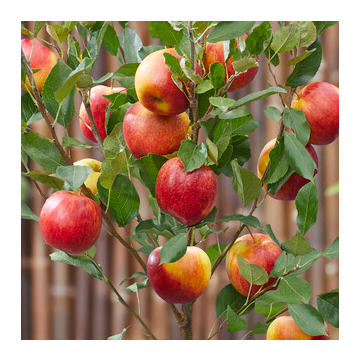 Apple Tree - Braeburn Bush (MM106)
