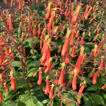 Phygelius ''Salmon Leap''