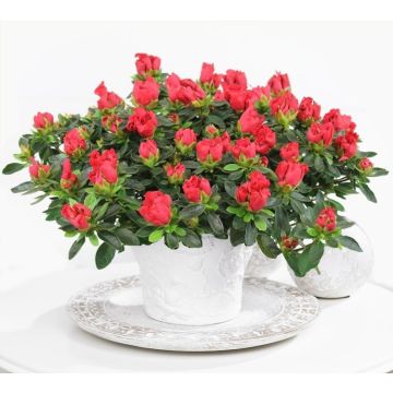 Beautiful Christmas RED Azalea in Classic White Pot bursting in to bloom with Chocolates & Gift Tag