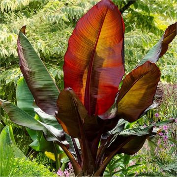 Musa Red Abyssinian Banana  - Ensete ventricosum Maurelli - LARGE