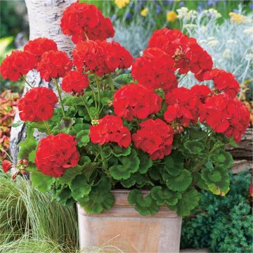 Red Geraniums - Pack of 12 Plants