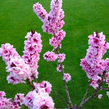 Crimson Bonfire - Red leaf Patio Peach Tree - Amazing Red leaved Fruiting Peach