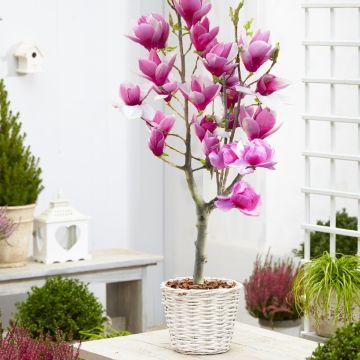 Magnolia RED LUCKY - Tulip Tree PATIO STANDARD