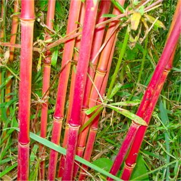 Bamboo RED PANDA - Red Stem Umbrella Bamboo