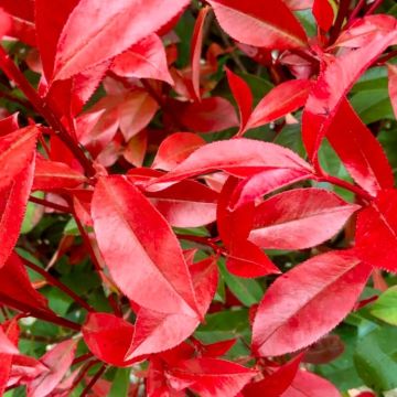 Photinia x fraseri - 'Red Robin' Tree