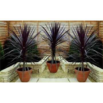 Cordyline Red Sensation - Stunning Torbay Palms - Pack of THREE Plants