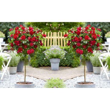 PAIR of mini Standard RED Flowering PATIO Rose Trees
