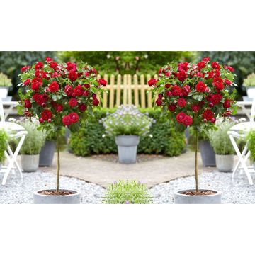 PAIR of Standard RED Flowering PATIO Rose Trees